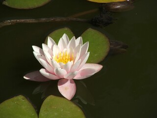 pink water lily