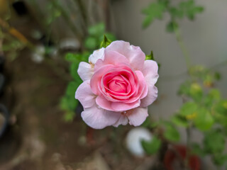 Fototapeta premium The close-up of a rose captures a mesmerizing gradient of pink, beginning with a vibrant, deep pink at the center, gradually fading to a soft pink toward the edges.