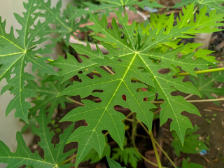 The green papaya leaf stands out with its uniquely lobed shape and intricate vein patterns, creating a vibrant display of nature’s design.