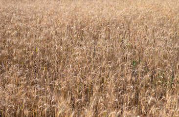 Fototapeta premium Barley grain harvest. Crop harvest in summer. Agriculture field with ripe wheat harvest. Countryside farming. Barley grain and spikelet. Wheat ears background. Ripe barley field. Organic rye