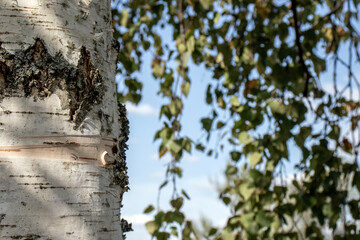 Fragment of birch tree trunk in forest in summer. White bark of birch and green leaves on summer day in nature. Unique view of nostalgia in birch forest.