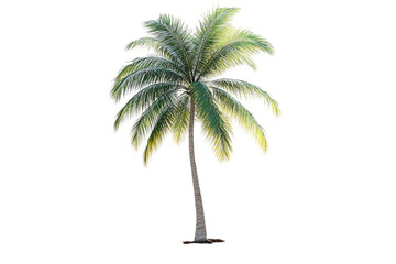 Obraz premium A tropical palm tree stands tall against a transparent background, showcasing its lush green fronds and distinct trunk.