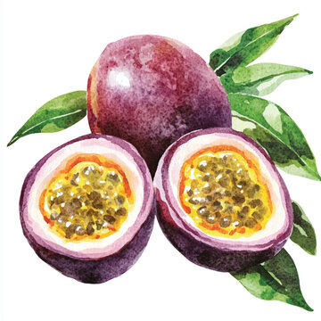 watercolor passion fruit with green leaves clip art preview