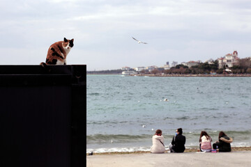 Cat overlooking beach gathering