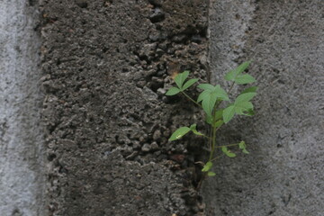 plants that grow in between concrete walls