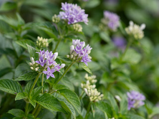 青紫の美しいペンタスの花が花壇に咲いている
