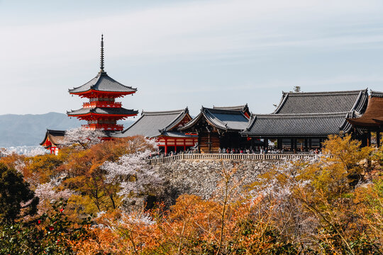 Japan's iconic pagoda framed by a canopy of soft pink blooms