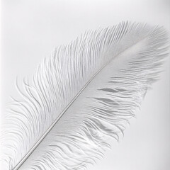 single white ostrich feather on a white background  close up macro shot minimalist beauty soft elegant texture  light and shadow design