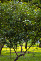 Fototapeta premium Green meadow grass in city forest park morning light
