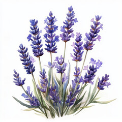 Naklejka premium Watercolor painting of lavender flowers isolated on white background.
