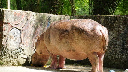 Close-Up of Hippopotamus at the Zoo