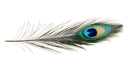 Obraz premium A vibrant peacock feather showcasing intricate patterns and striking colors against a black background.