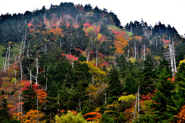 神坂峠の紅葉