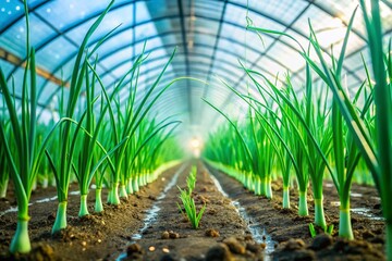 Lush Green Onion Plantation in a Hothouse - Vibrant Agriculture Photography for Controlled Environment Farming