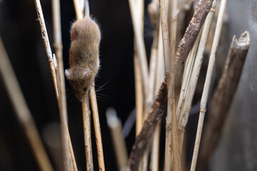 A small and cute harvest mouse living in the grasslands of Japan