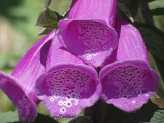 close up of flower