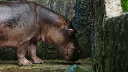 Close-Up of Hippopotamus at the Zoo