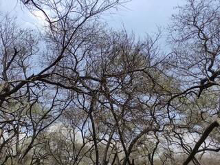 coastal forest vegetation is still shady