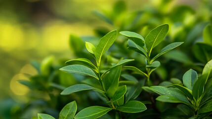 Fototapeta premium Lush green leaves basking in sunlight in a tranquil garden setting during summer