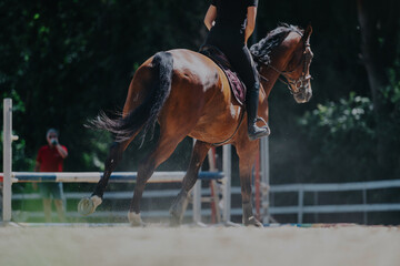 A skilled horseback rider practices show jumping on a powerful brown horse in an outdoor arena. The action captures the elegance and strength of equestrian sports in a lush green setting.