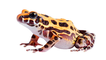 Fototapeta premium leopard frog animal wildlife clip art and element