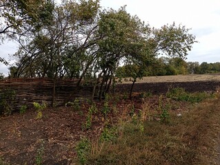 Obraz premium A picturesque landscape with a wooden wicker fence among young white acacia trees. Field landscape in autumn.