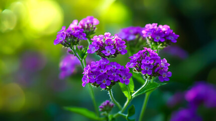 Obraz premium A close-up shot of vibrant purple flowers in bloom against a soft, green background.