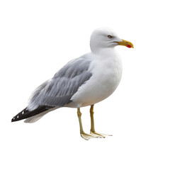 Fototapeta premium seagull animal wildlife for clip art and element