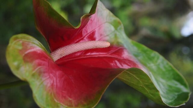 close-up of large flowered variety of anthurium flower in garden background, flamingo or laceleaf flower with two toned green edges with red center spathe, soft focus panning slow motion 60fps
