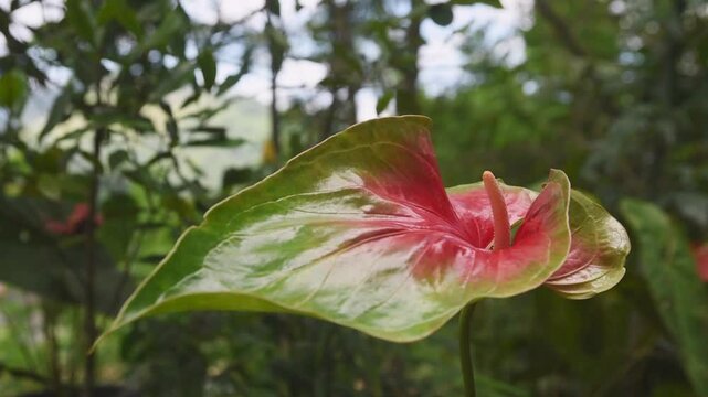 large flowered variety of anthurium flower in garden background, flamingo or laceleaf flower with two toned green edges with red center spathe, soft focus in natural light