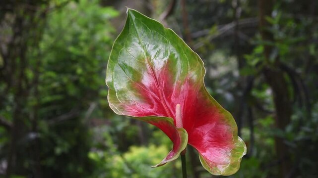 large flowered variety of anthurium flower in garden background, flamingo or laceleaf flower with two toned green edges with red center spathe, soft focus in natural light