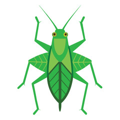 green grasshopper isolated on white