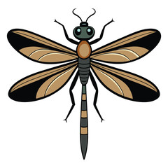 dragonfly illustration