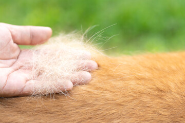 Dog owner holds loose fur from their golden retriever, highlighting the issue of pet hair loss and...
