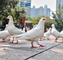 Peace dove in the park