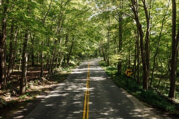 Obraz premium Country road and quiet tranquil forest in Stonington, Connecticut, United States.
