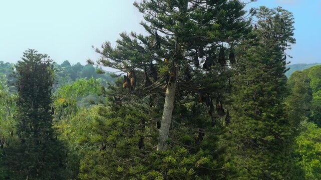Close-up view of greater Indian fruit bats, also known as Indian flying foxes, hanging on a tall tree in Peradeniya Royal Botanic Gardens, Sri Lanka. Highlights the region s unique wildlife.