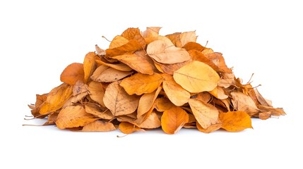 Pile of autumn leaves on white isolated background.