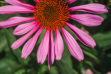 Obraz premium Close-up of a blooming pink flower with vibrant orange center in a garden on a sunny day