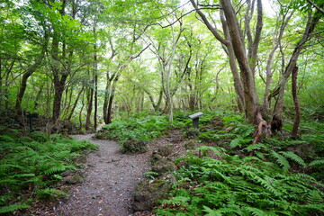 Obraz premium old autumn forest and fine pathway