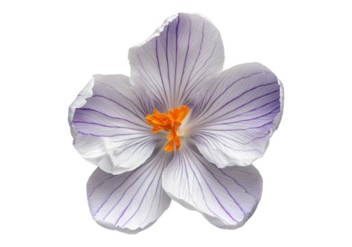 Photo of crocus flower .Transparent background. Isolated PNG.