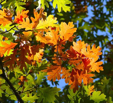 autumn leaves in the park
