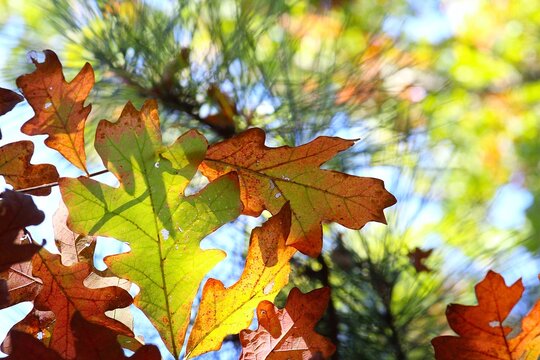 floating in the autumn forest