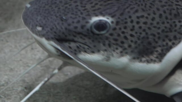 The wels catfish,( Silurus glanis), also called sheatfish 