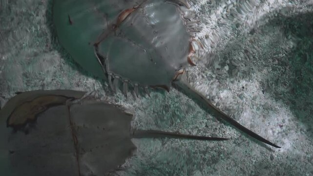 The Atlantic horseshoe crab (Limulus polyphemus)