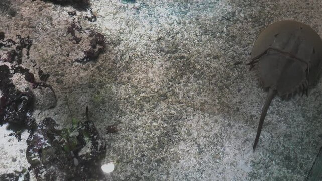 The Atlantic horseshoe crab (Limulus polyphemus)