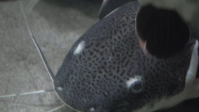 The wels catfish,( Silurus glanis), also called sheatfish 