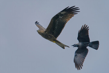 Black kite and crow in a battle