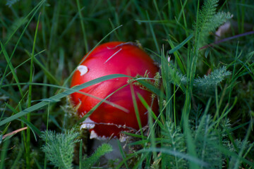 Junger Fliegenpilz in hohem Gras mit Tau in Norwegen