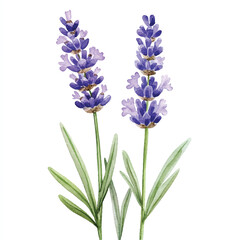 Obraz premium lavender flower watercolor clipart illustration